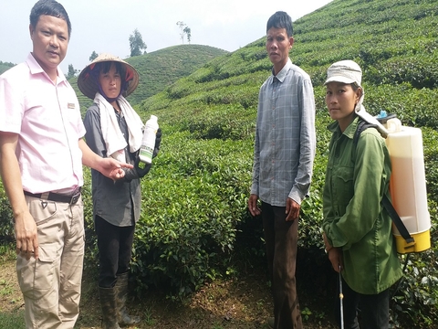 Hướng dẫn quy trình hữu cơ trị dứt điểm các bệnh trên cây có múi, cây Chè tại Phú Thọ