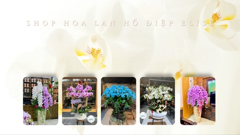 LAN HỒ ĐIỆP HÀ NỘI, Shop hoa lan hồ điệp Hà Nội. Đặt mua hoa lan hồ điệp đẹp ở Hà Nội.