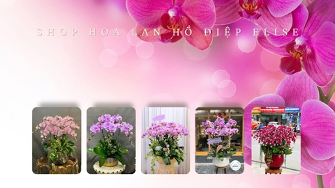 Lan hồ điệp tặng sếp, Lan hồ điệp sinh nhật sếp, Chậu lan hồ điệp tặng sếp, Mua lan hồ điệp tặng sếp ở Hà Nội
