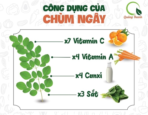 CÔNG DỤNG BẤT NGỜ VÀ LƯU Ý SỬ DỤNG CỦA CÂY CHÙM NGÂY