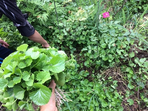 Chia sẻ cách làm bột rau má tphcm ngay tại nhà