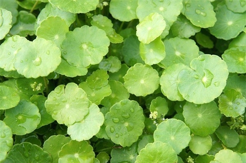 Những lưu ý khi sử dụng các loại đậu với bột rau má