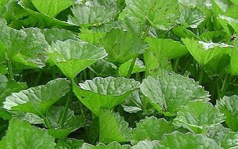 Rau má có tác dụng tăng trí nhớ hiệu quả