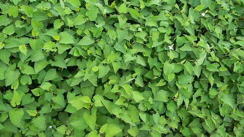 Showroom Quảng Thanh