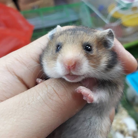 Hamster Bear golden