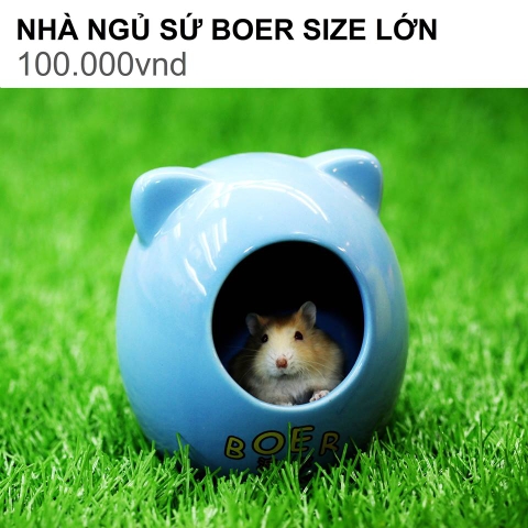 NHÀ NGỦ SỨ BOER SIZE LỚN