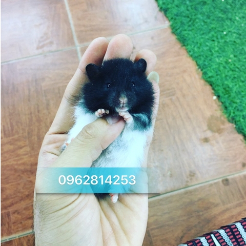 Hamster màu bò sữa
