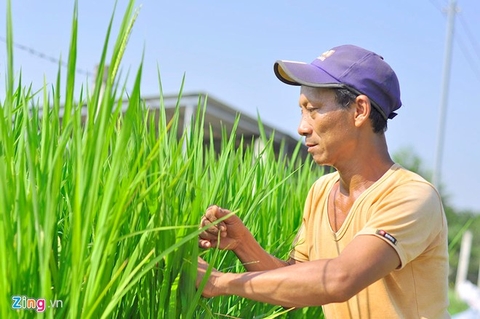 Nông dân biến lúa, bắp thành cây cảnh chơi Tết