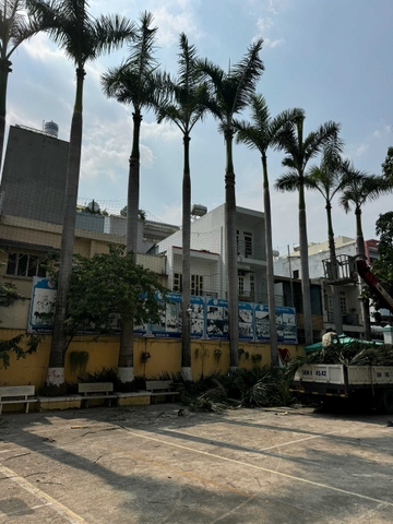Dịch Vụ Cắt Tỉa Lá 9 Cây Cau Vua Cho Trường THPT Vĩnh Tân -  Tân Phú