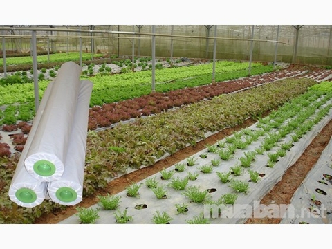 Màng phủ luống