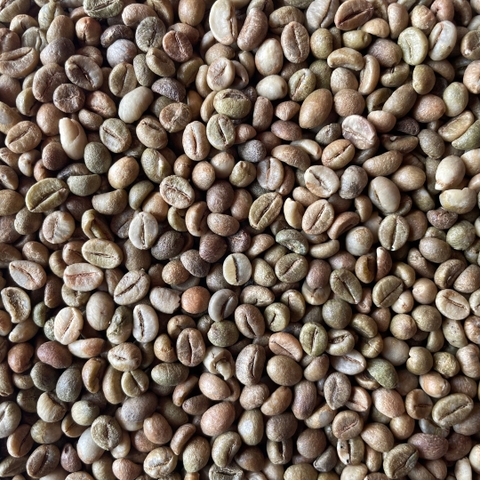 Robusta Lào
