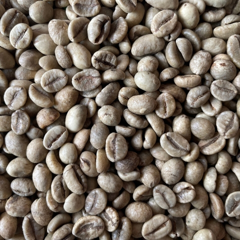 Robusta Wet Polished