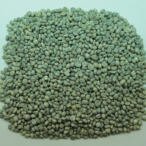 Culi Arabica