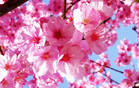NHỮNG CÂU CHÚC ĐỘC NHẤT VÔ NHỊ !