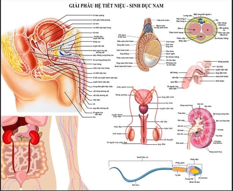 Tranh decan dán bóng . Tranh giải phẫu hệ tiết niệu, sinh dục nam.