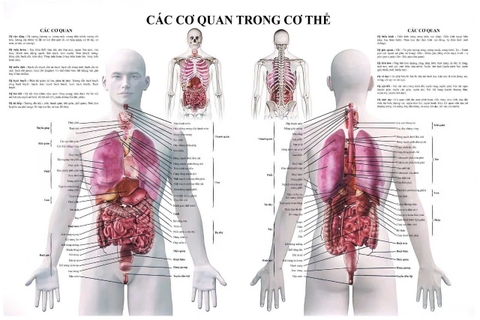 Tranh decan dán bóng. Tranh giải phẫu các cơ quan trong cơ thể.
