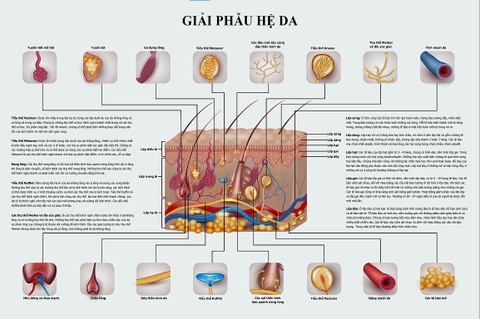 Tranh giải phẫu hệ da.