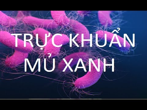 Điều trị trực khuẩn mủ xanh đa kháng thuốc