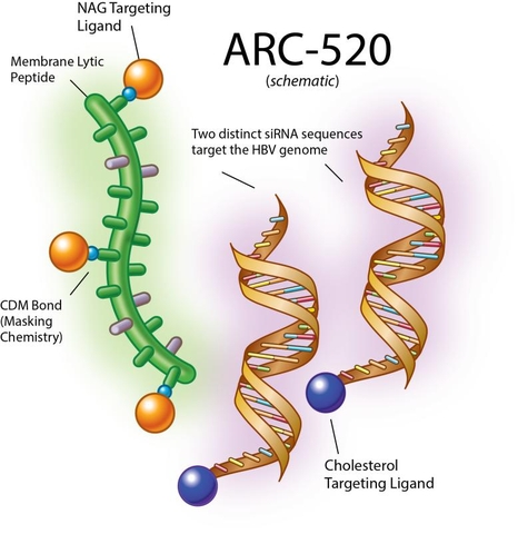 Viêm gan B có thể điều trị khỏi bởi ARC-520