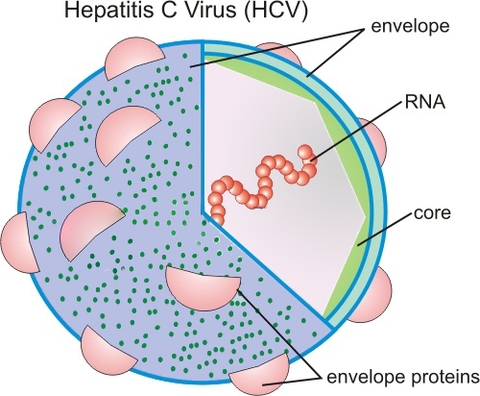 Viêm gan virus C cấp: điều trị ngay tức thời hay chờ một cơ hội tự đào thải?