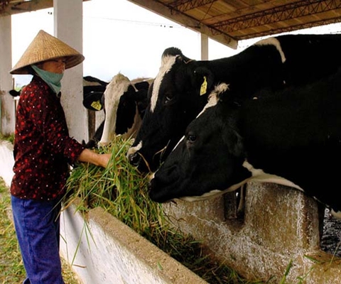 Khẩu phần thức ăn hàng ngày cho bò sữa