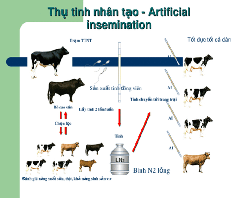 THỤ TINH NHÂN TẠO BÒ