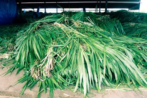 Các loại thức ăn cho bò thịt phổ biến nhất hiện nay | Gia súc Đại Việt