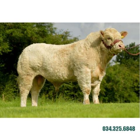 Tinh bò thịt charolais Ballyvoneen Oscar