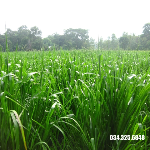 Hạt cỏ giống -  UBON PASPALUM