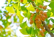 Bạch quả - món quà cho sức khỏe từ triệu năm trước