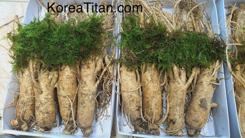 Nhân sâm tươi - Loại 6 cũ đẹp thân dài đẹp (1 Kg)
