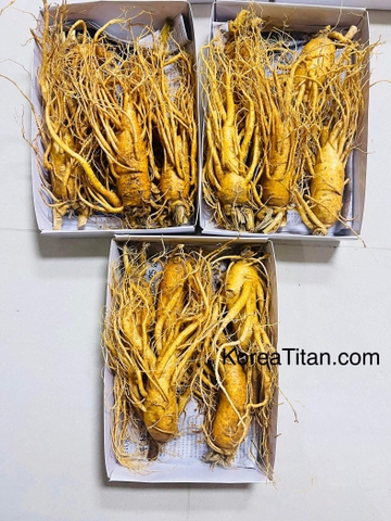 Nhân sâm tươi - Loại 3 cũ đẹp thân dài đẹp (1 Kg)