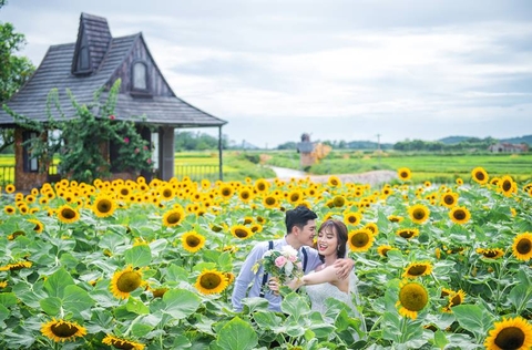 Cơn sốt chụp ảnh cưới ở cánh đồng hoa hướng dương ngay gần Hà Nội