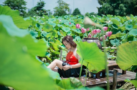 Chụp ảnh bên đầm hoa sen rực rỡ ở Hà Nội - chị Hường