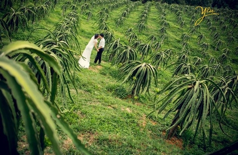 Vẻ đẹp mê đắm lòng người của vườn Thanh Long Bình Thuận