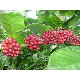 Lịch sử cà phê thế giới