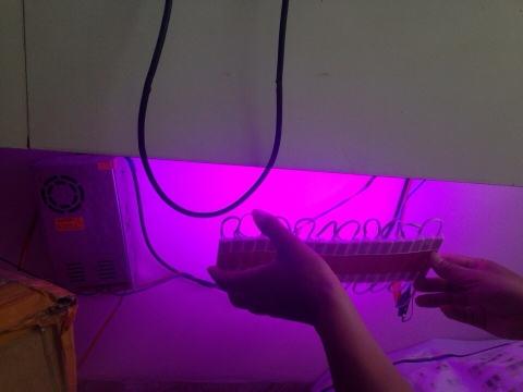 LED CỤM 3 BÓNG MÀU TÍM