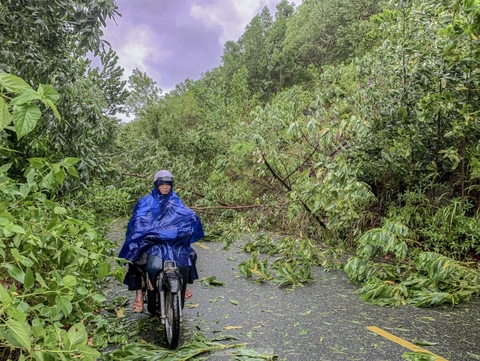 Ảnh Hưởng bão TraMi tại Đà Nẵng cây ngã ngổn ngang