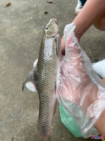 'Báu vật' ở nơi giao nhau 3 dòng sông, 30 năm nay không thấy 'tăm hơi'