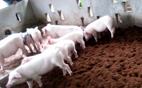 Cách phòng và trị bệnh suyễn ho cho lợn (lợn bị ho kéo dài, tiêm kháng sinh không khỏi chữa như thế nào)