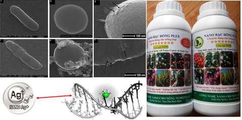 Chế phẩm nano bạc đồng plus chuyên dùng đặc trị vi khuẩn, nấm và virus gây bệnh bệnh trên cây trồng