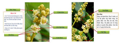 Kỹ thuật chăm sóc cây nhãn thời kỳ đậu quả, chống rụng hoa và quả non trên nhãn