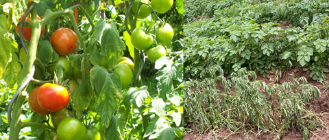 Nguyên nhân và giải pháp phòng trị bệnh héo xanh vi khuẩn khoai tây và cà chua (Pseudomonas Solanacearum)