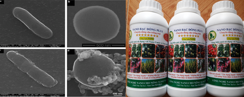 Chế phẩm nano bạc đồng plus chuyên dùng đặc trị vi khuẩn, nấm và virus gây bệnh bệnh trên cây trồng