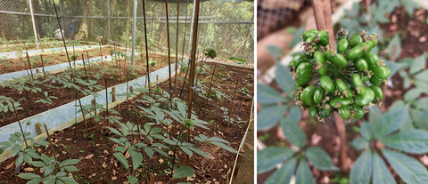 Quy trình chăm sóc cây sâm Ngọc Linh giai đoạn ngủ đông và thời kỳ ra hoa đậu quả non ứng dụng công nghệ nano