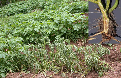 Giải pháp phòng và đặc trị bệnh héo xanh vi khuẩn trên khoai tây (Pseudomonas solanacearum)