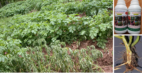 Quy trình sử dụng chế phẩm nano bạc đồng, nano đồng oxyclorua chuyên dùng cho cây khoai tây (Solanum tuberosum)