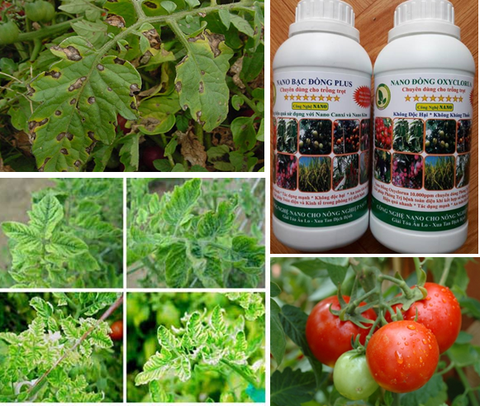 Quy trình sử dụng chế phẩm nano bạc đồng, nano đồng oxyclorua chuyên dùng cho cây cà chua (phòng trị bệnh vàng lá thối rễ, bệnh sương mai, bệnh virus xoăn khảm lá, bệnh héo xanh vi khuẩn)