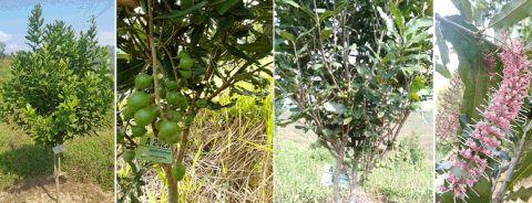 Yêu cầu điều kiện sinh thái và đặc điểm sinh vật học của cây mắc ca (macadamia)
