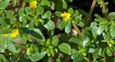 Nghiên cứu sản xuất viên nang cứng từ rau sam (Portulaca oleracea L.), rau dền gai (Amaranthus spinosus L.) và thử nghiệm lâm sàng trên bệnh nhân trĩ